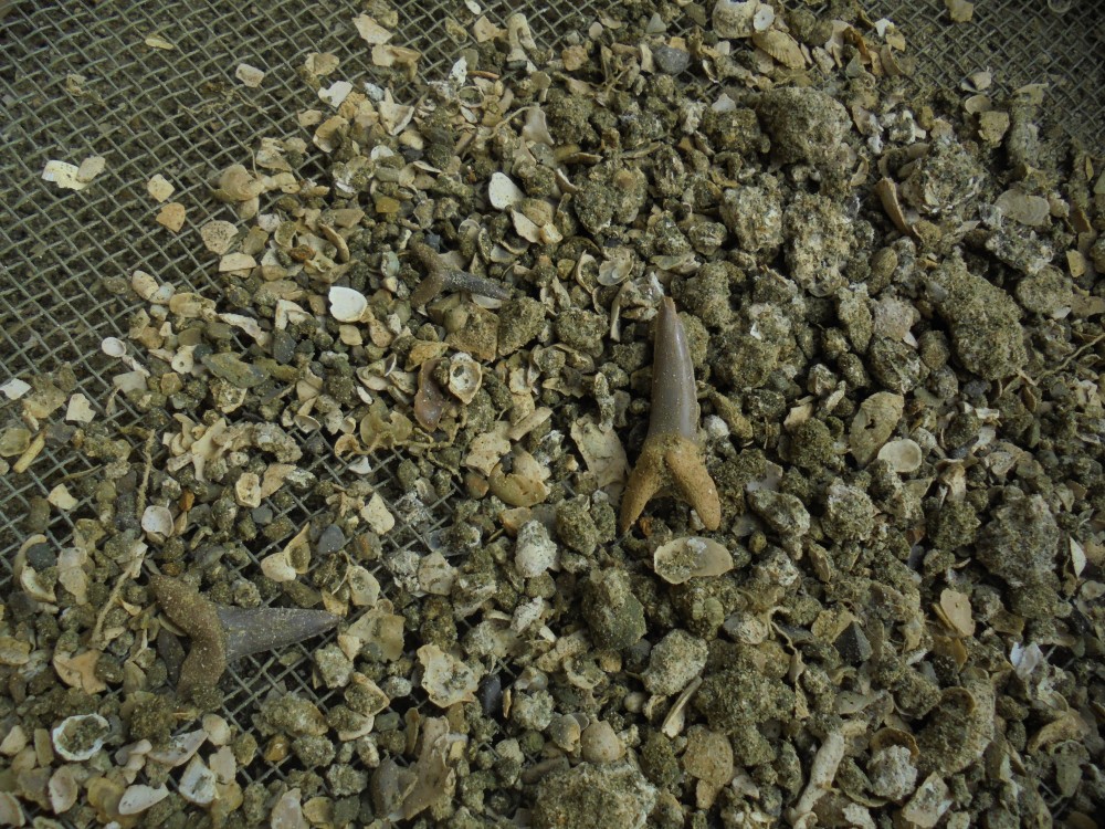 requins_in_situ_2017 (2).JPG