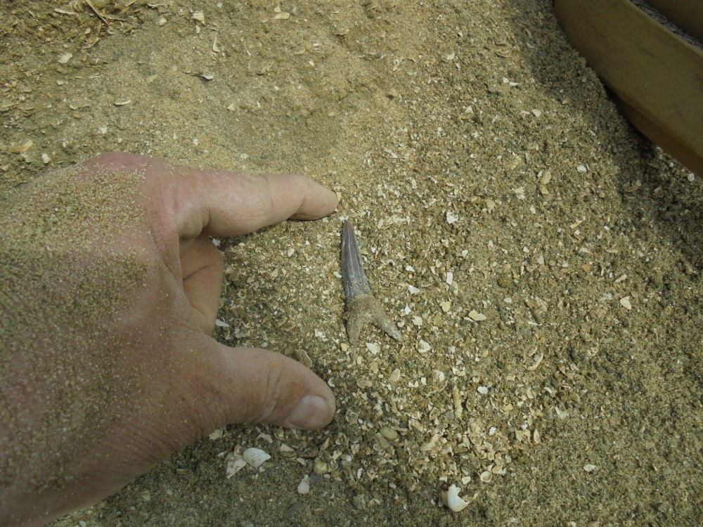 requins_in_situ_2017 (3).JPG