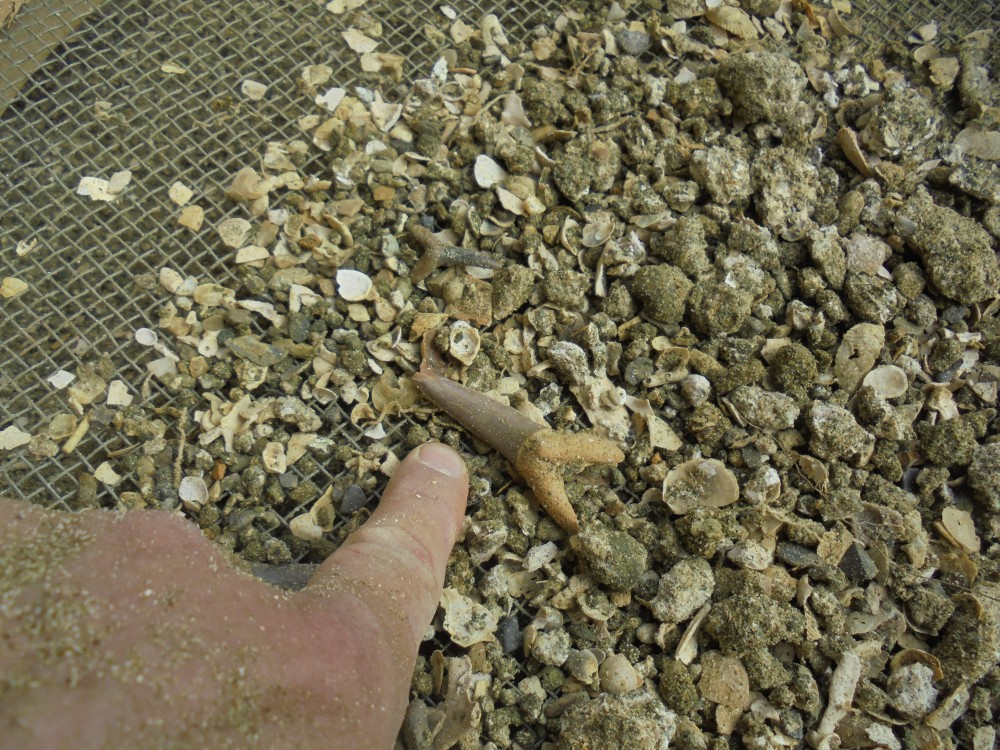 requins_in_situ_2017 (4).JPG