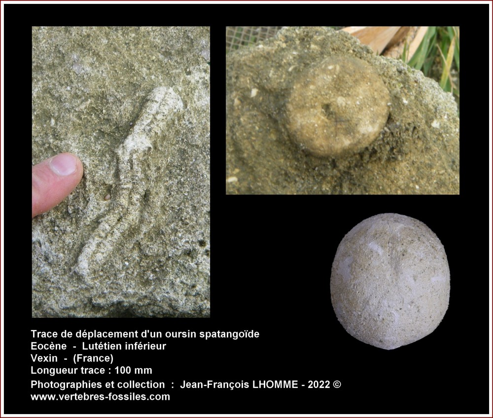 trace_deplacement_oursin.jpg