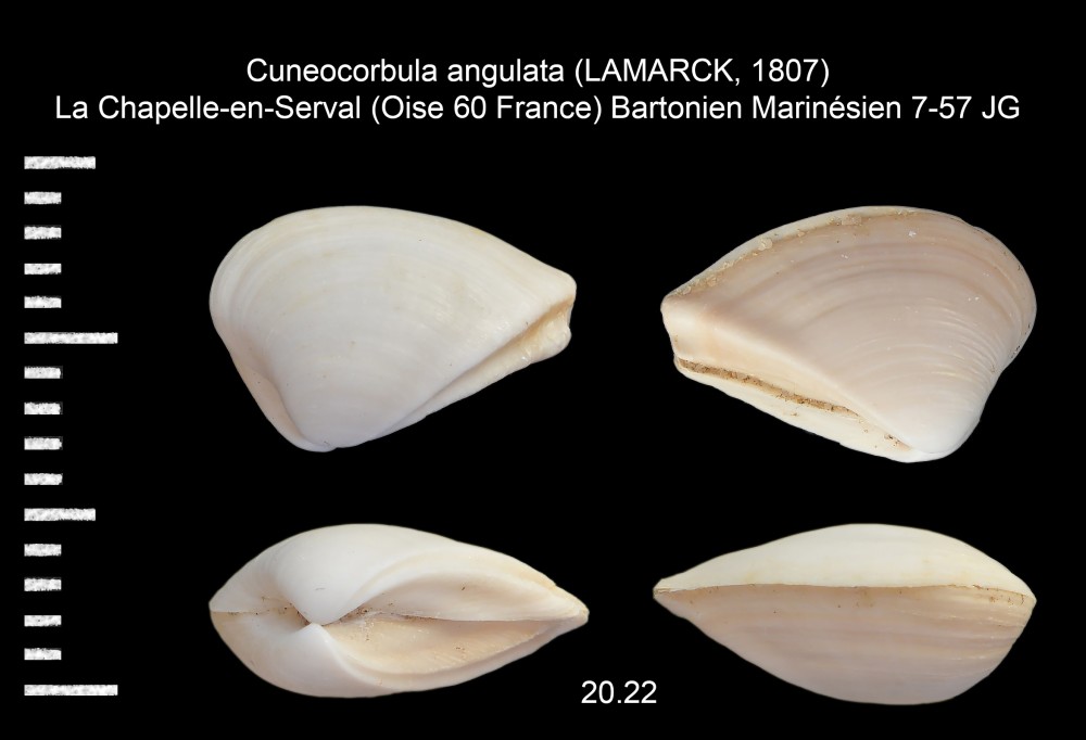 Cuneocorbulaangulata(LAMARCK1807).thumb.jpg.cefc42fd46879b0aad95151cc80637e6.jpg