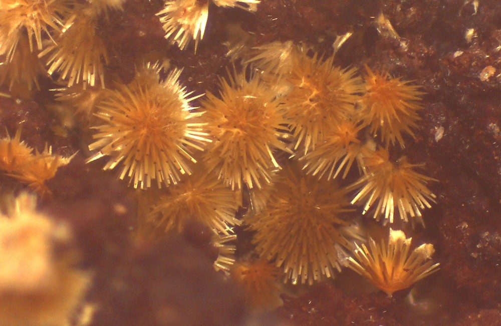 Fumade 31x20 s10.jpg