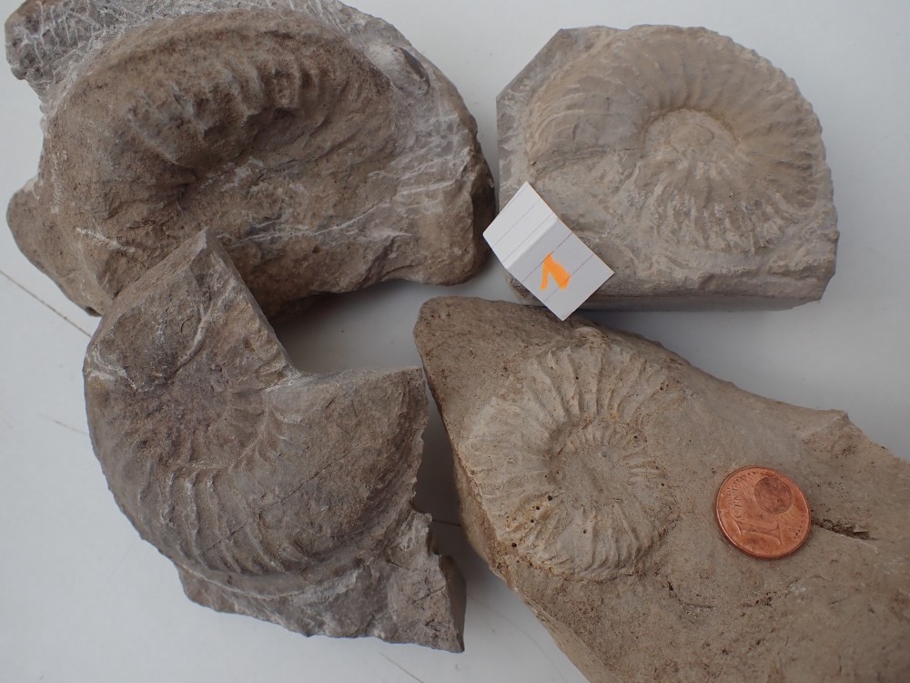 Cardioceras ?? Ammonites Géoforum