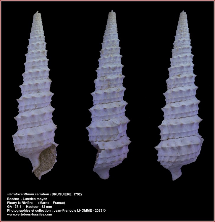 pl_cerithium_serratum_fleury1.jpg