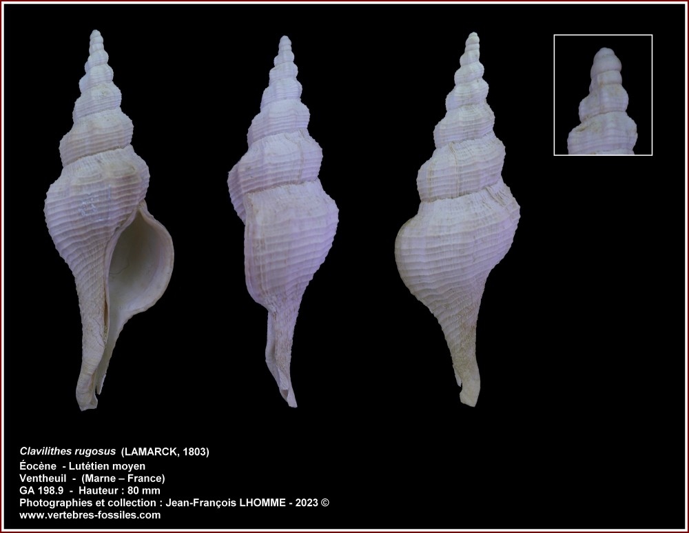 pl_clavilithes_rugosus_ventheuil.jpg