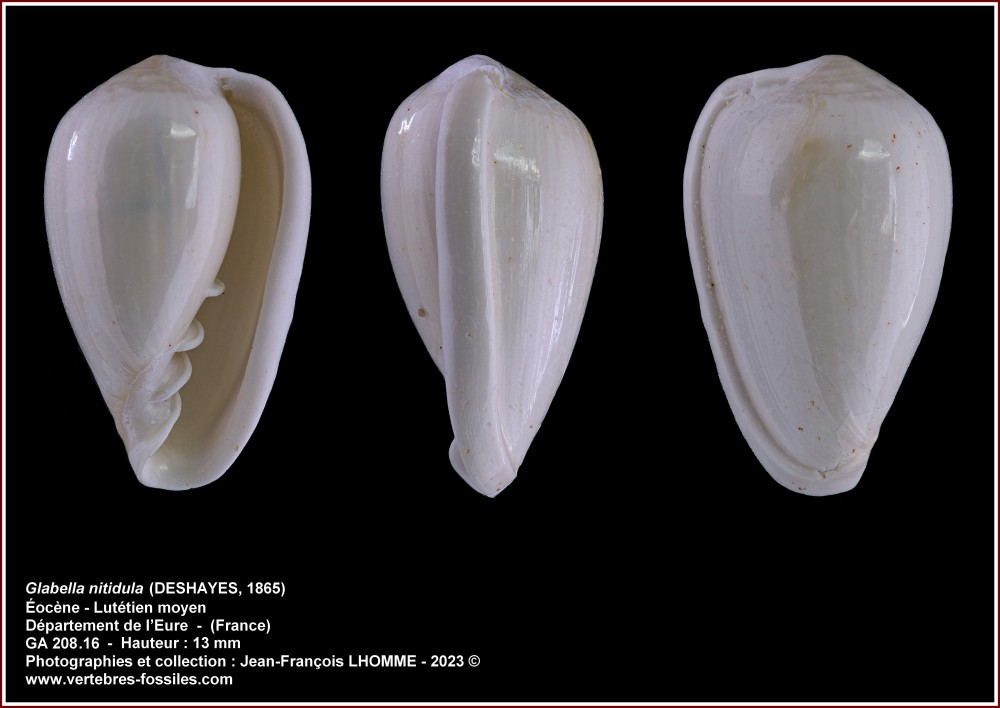 pl_glabella nitidula_fontenay_emmy.jpg