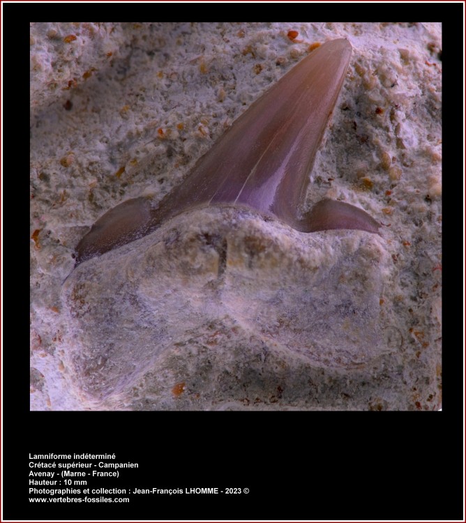 pl_lamniforme_campanien_avenay2.jpg