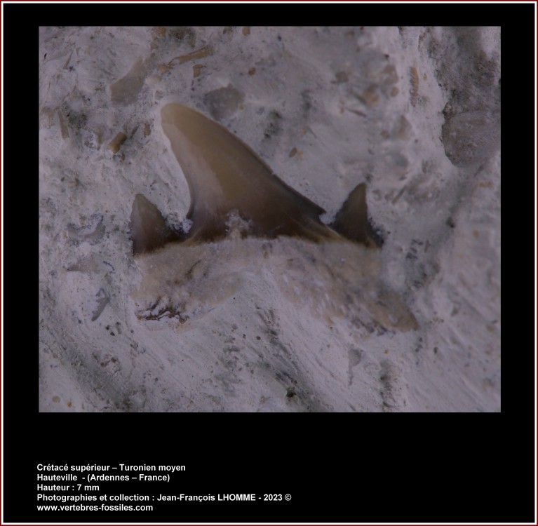 pl_lamniforme_hauteville_turonien_08_01.jpg