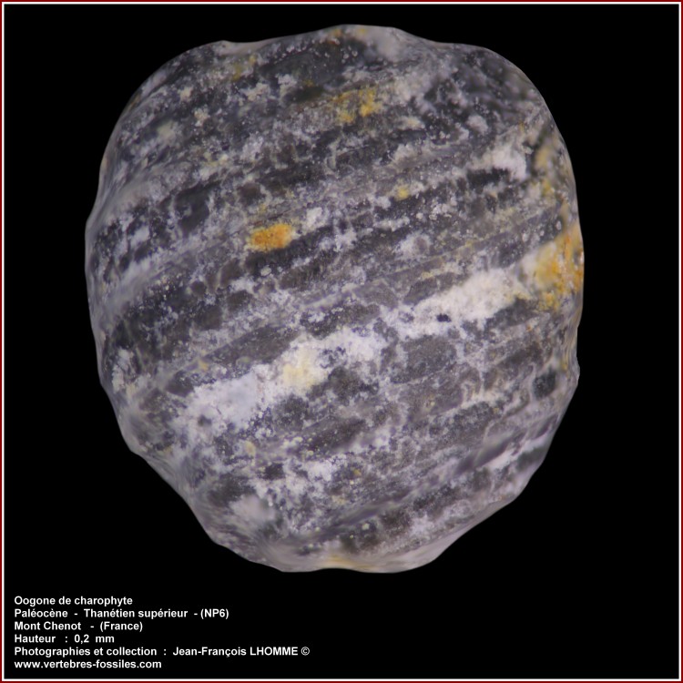 pl_oogones_charophyte_mtchenot.jpg