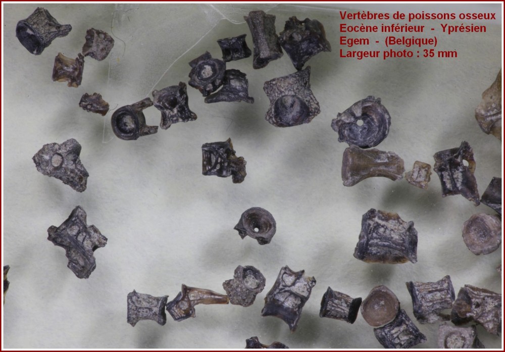 vertebres_poisson2.jpg