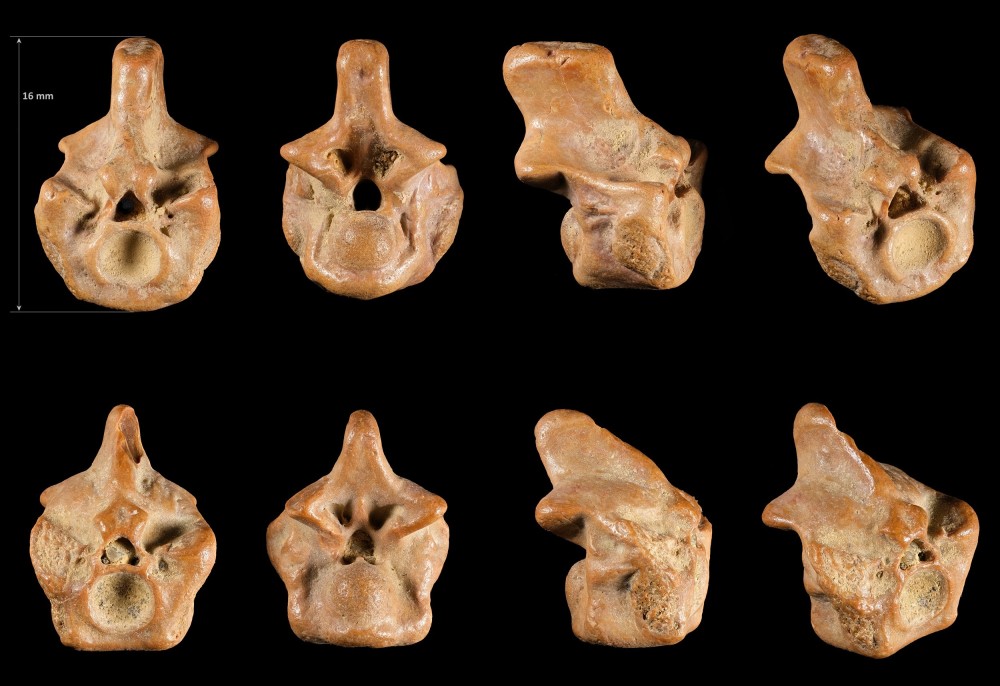 Cénomanien - Entraigues - Simoliophis.jpg