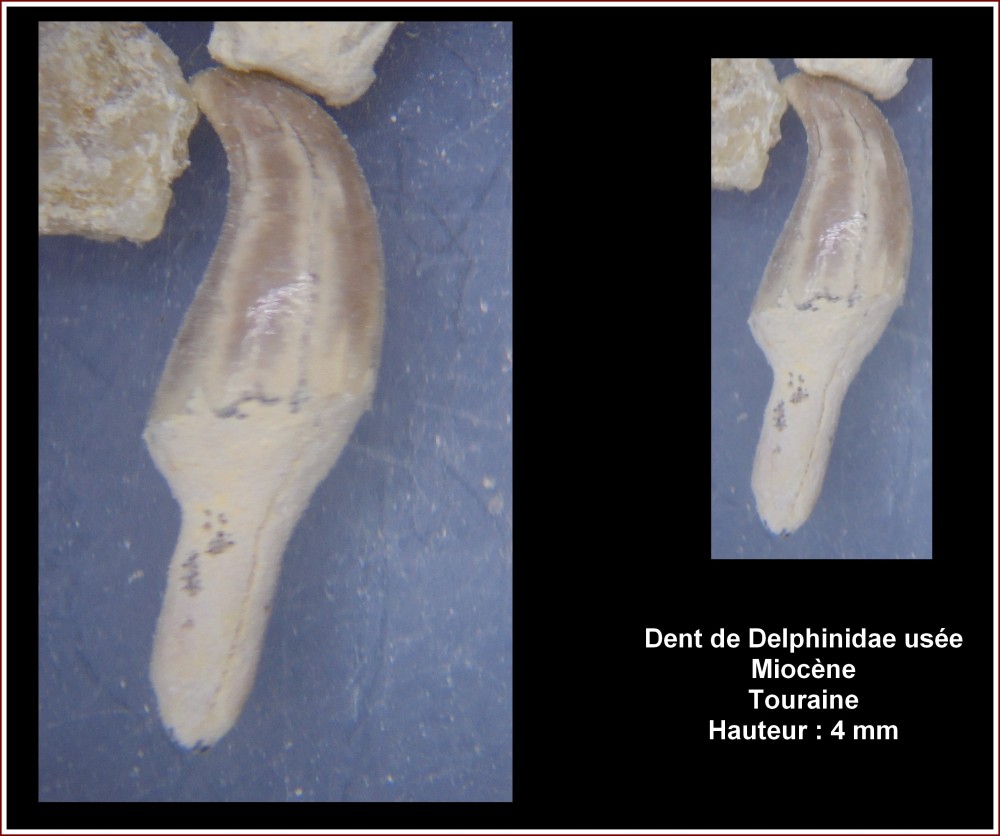 dent_delphinidae_miocene_luble.jpg