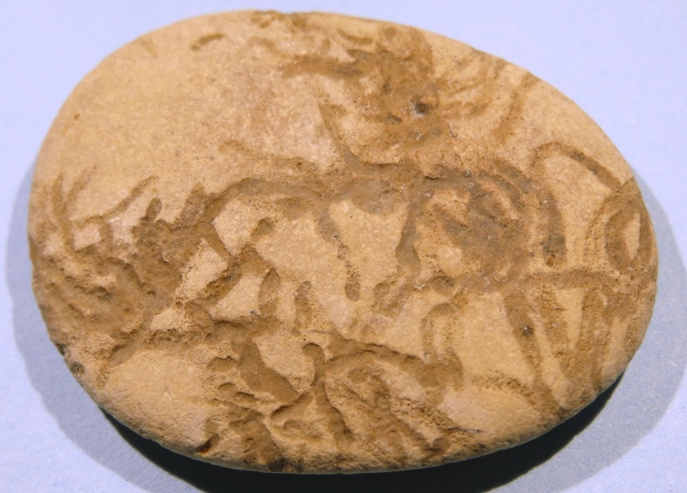 trace de vers tertiaire.JPG