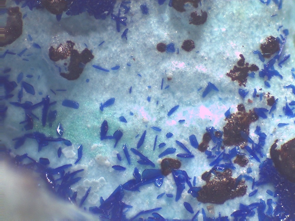 Les Cedres2023 31x23 s8.jpg