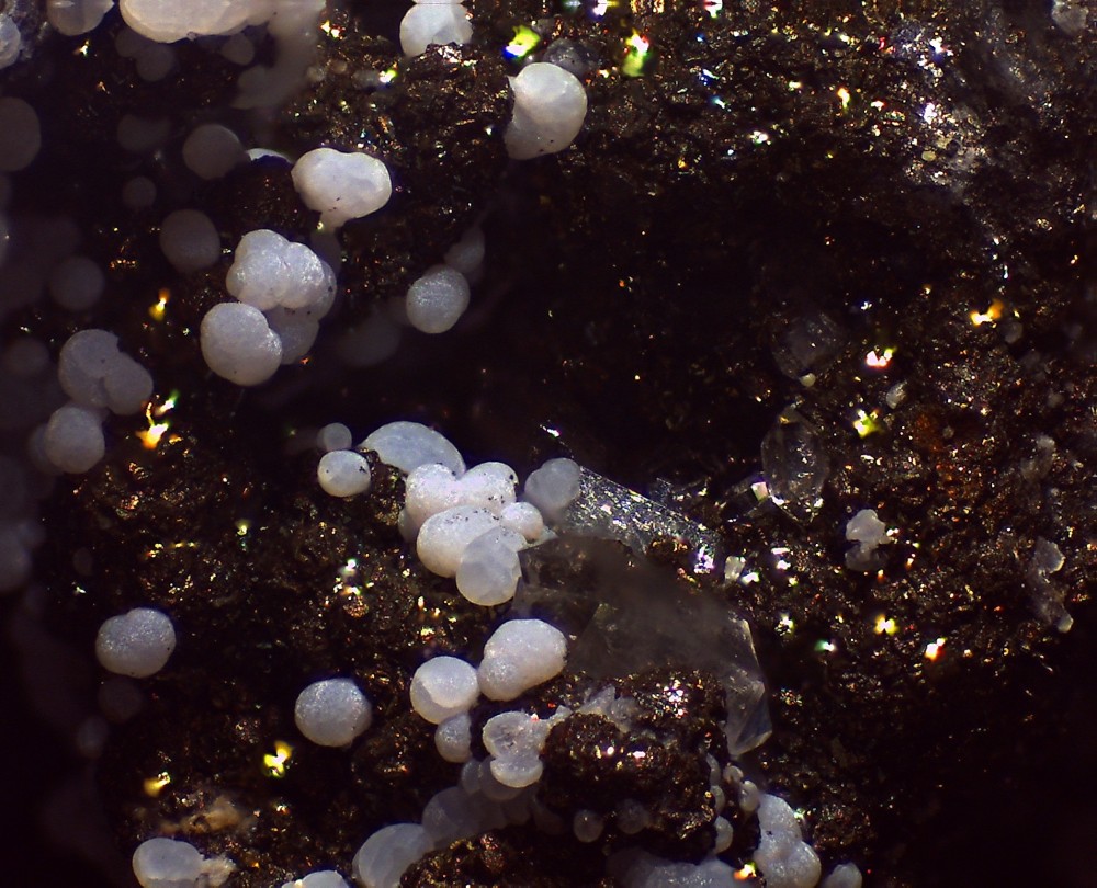 Les Cedres 2023 44x33 s30.jpg