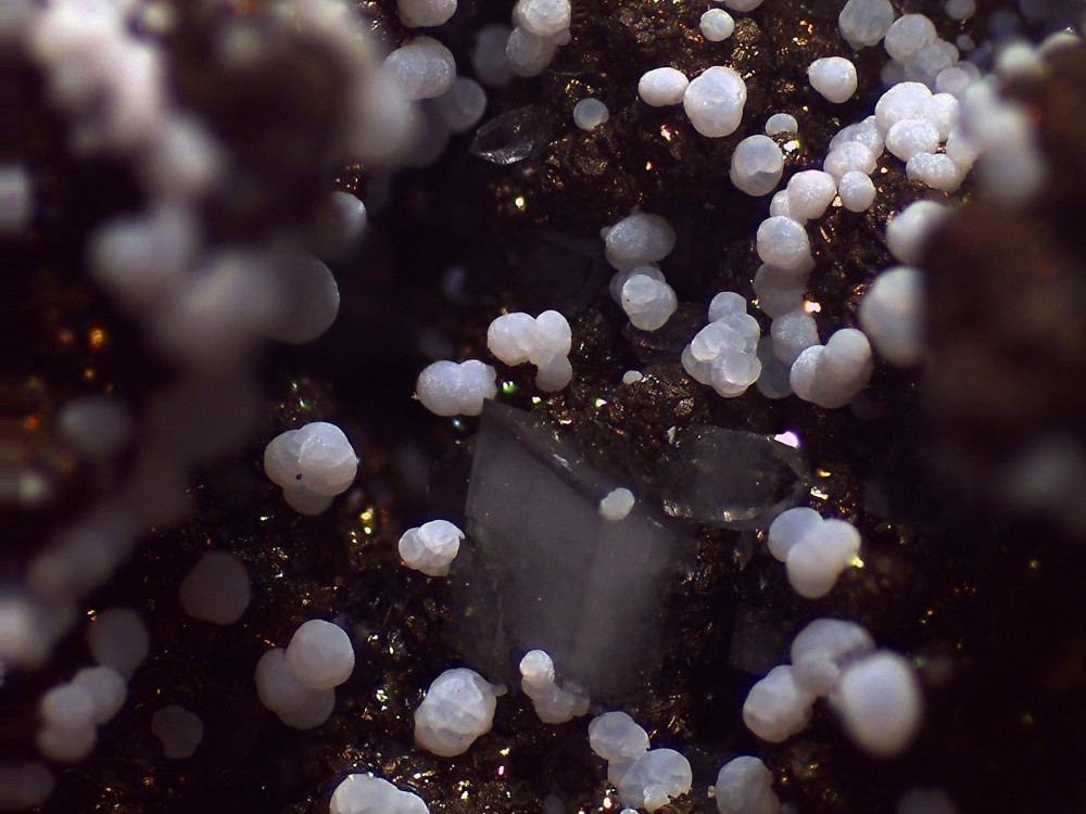 Les Cedres 54x41 s11.jpg