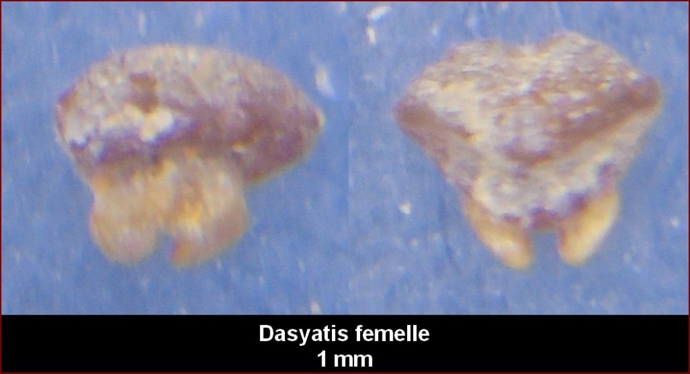 dasyatis_femelle.jpg