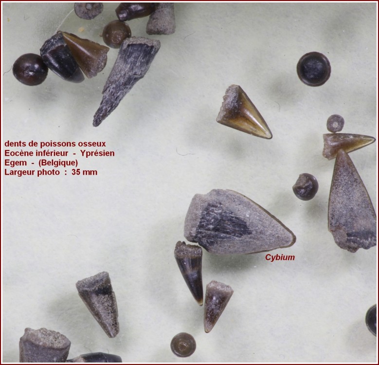 dents_poissons1.jpg