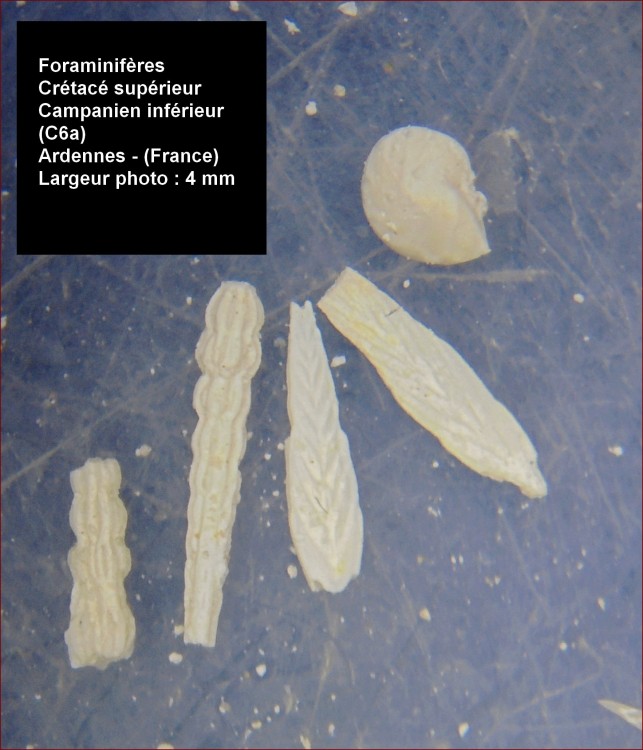 foraminfiere_campanien_villers.jpg