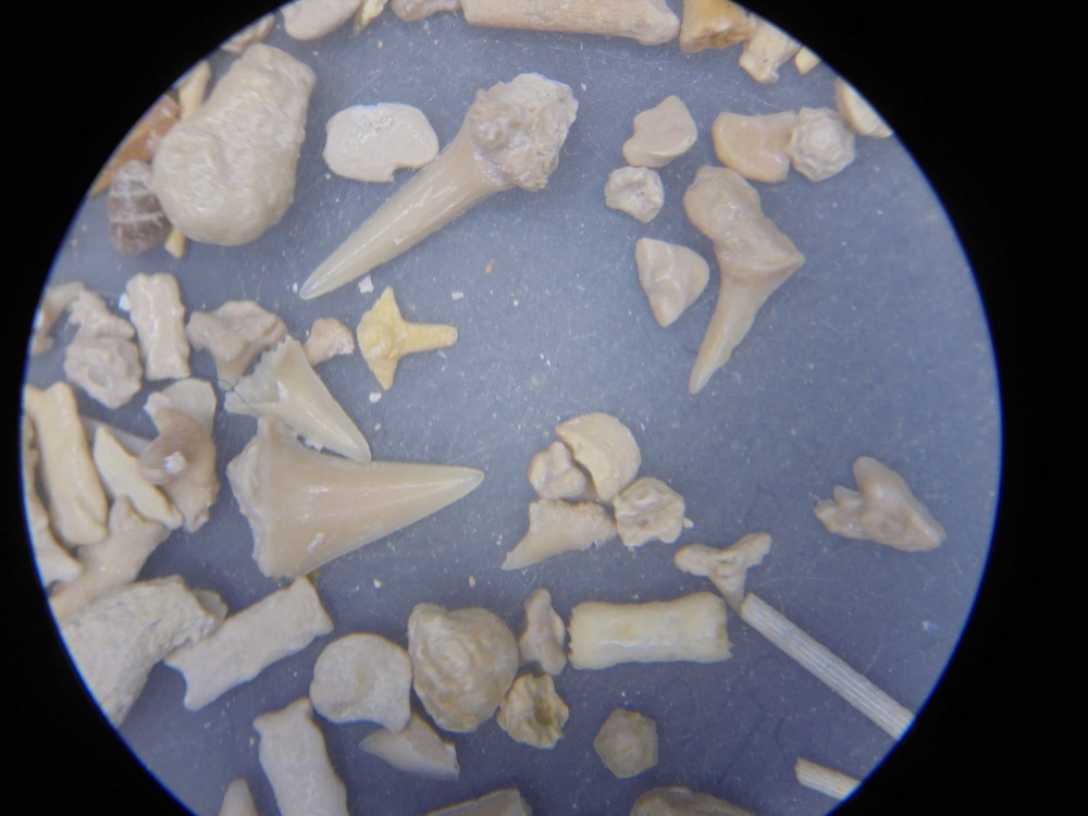 hallencourt_campanien_inf_mai_2023 (18).JPG