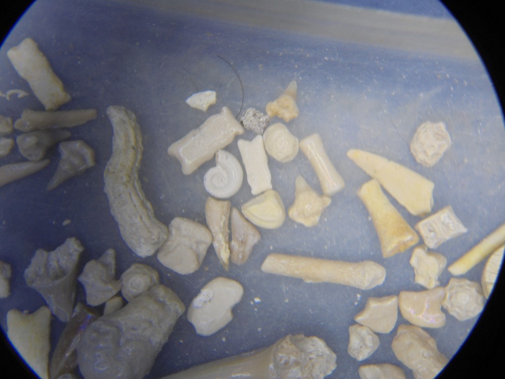 hallencourt_campanien_inf_mai_2023 (21).JPG