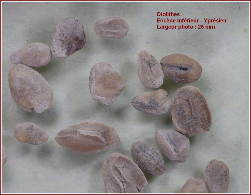 otolithes1.jpg