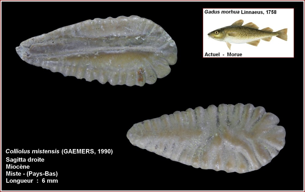 pl_colliolus_mistensis_miste.jpg