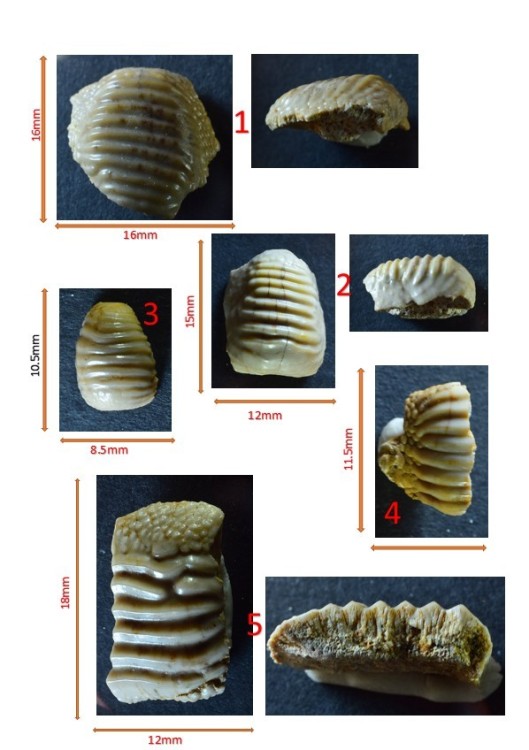 Capture d’écran ptycho 2.jpg
