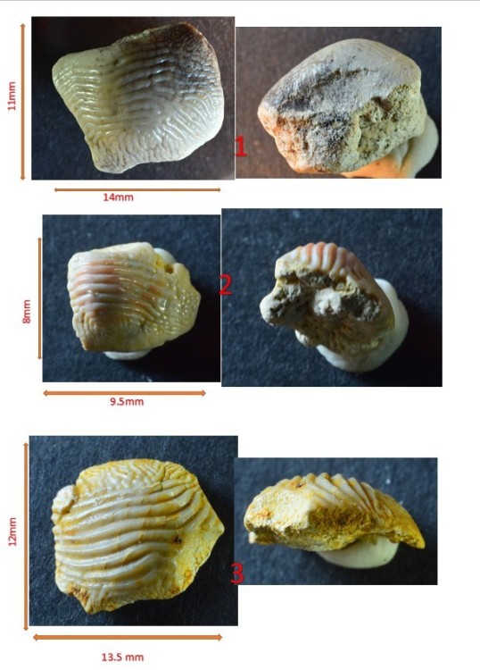 Capture d’écran ptychodus.jpg