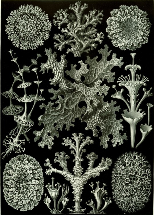 Haeckel_Lichenes.jpg