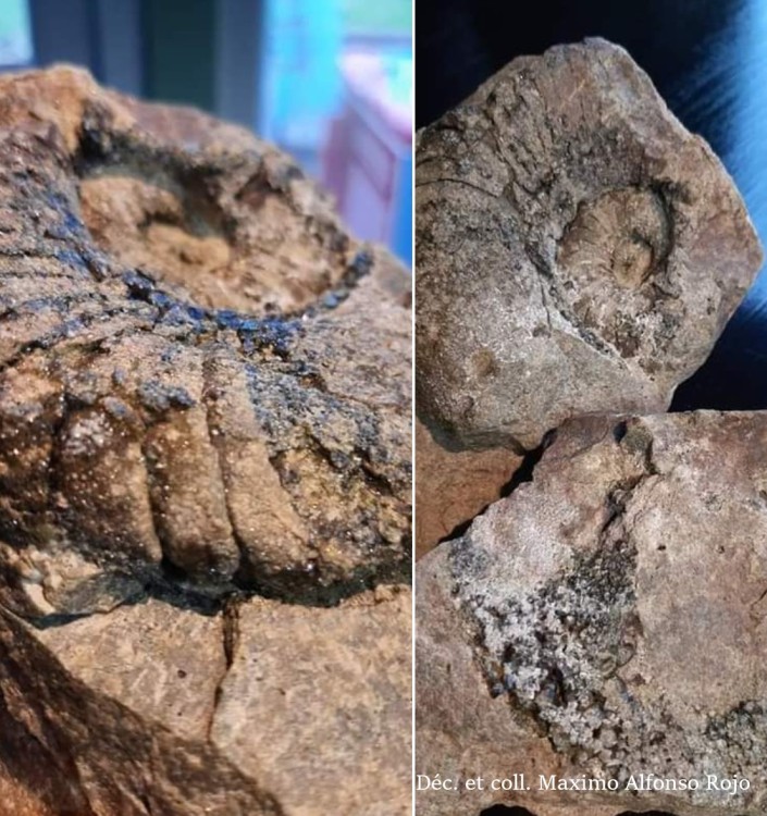 discoceras sp  andraditisee drammen 16cm.JPEG