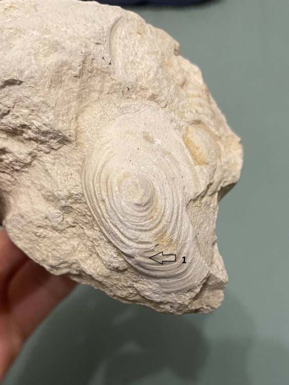 fossile hauteriv..jpg