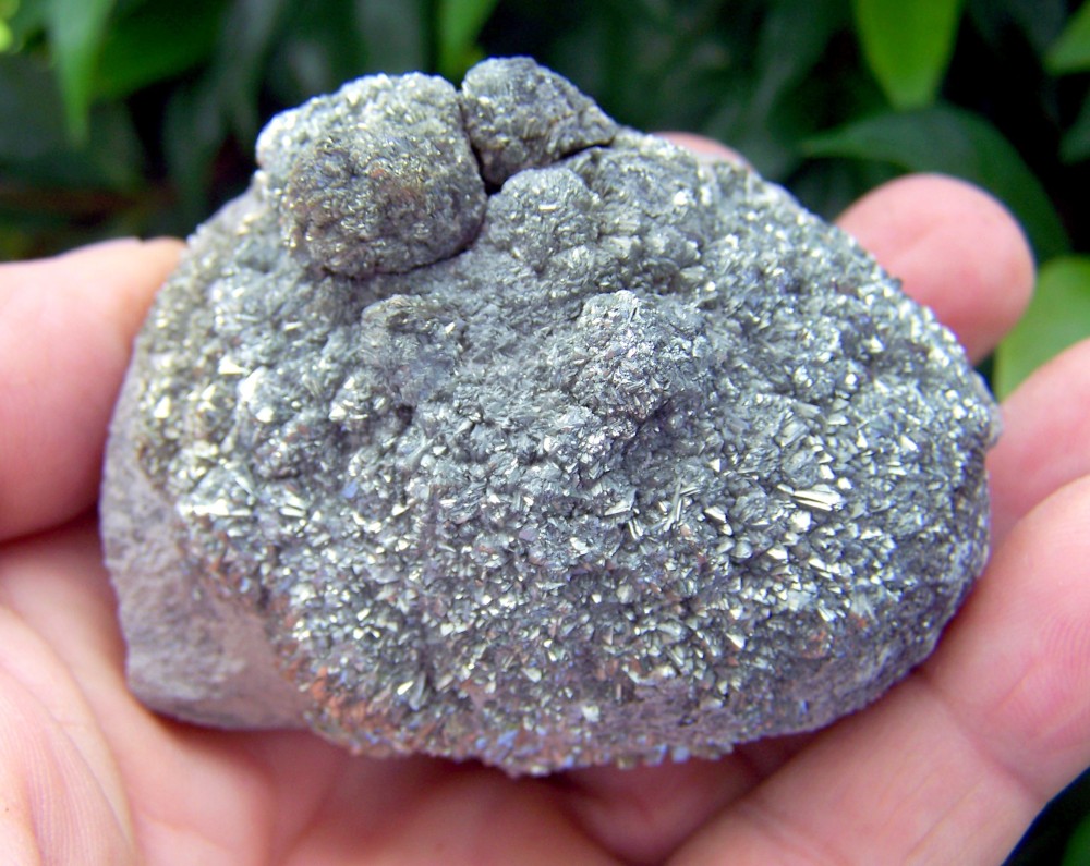 micraster fossile marcassite.JPG