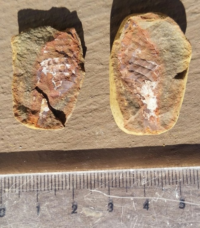 paleoxyris Braceville.jpg