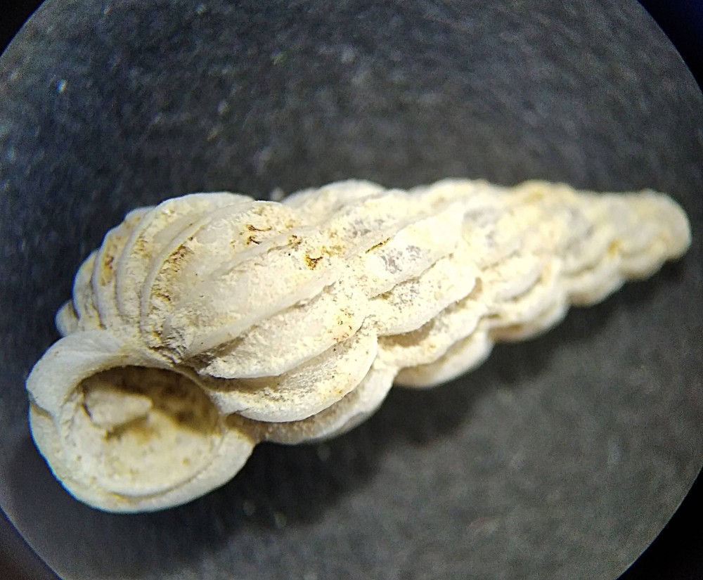 IMG_20230512_114825 (3).jpg