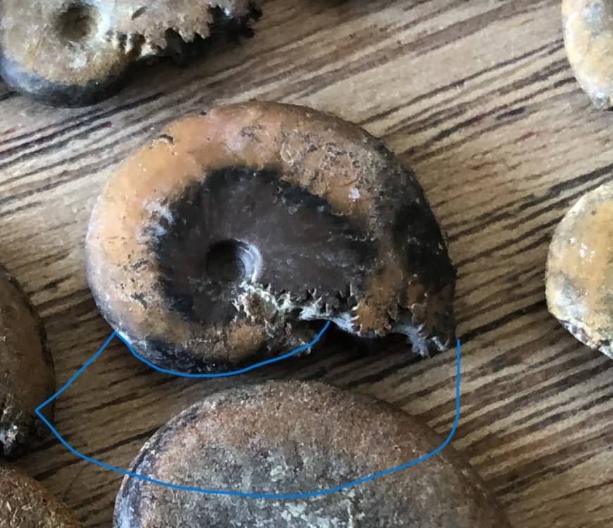 IMG_4125 - Copie.JPG