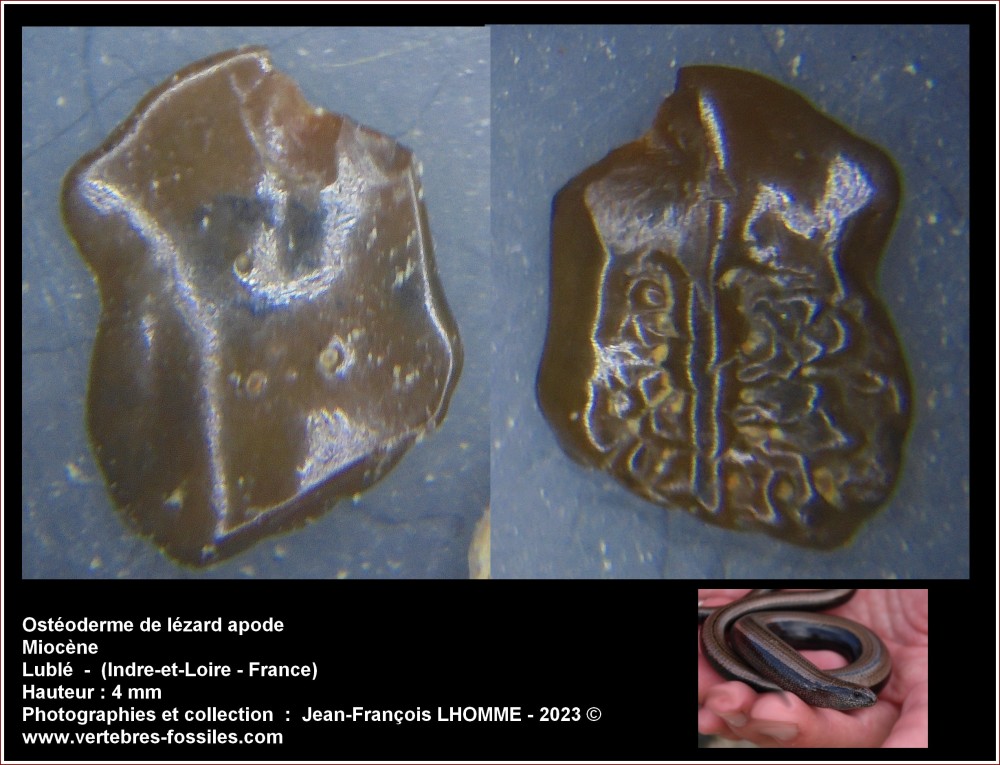 osteoderme_reptile_luble1.jpg