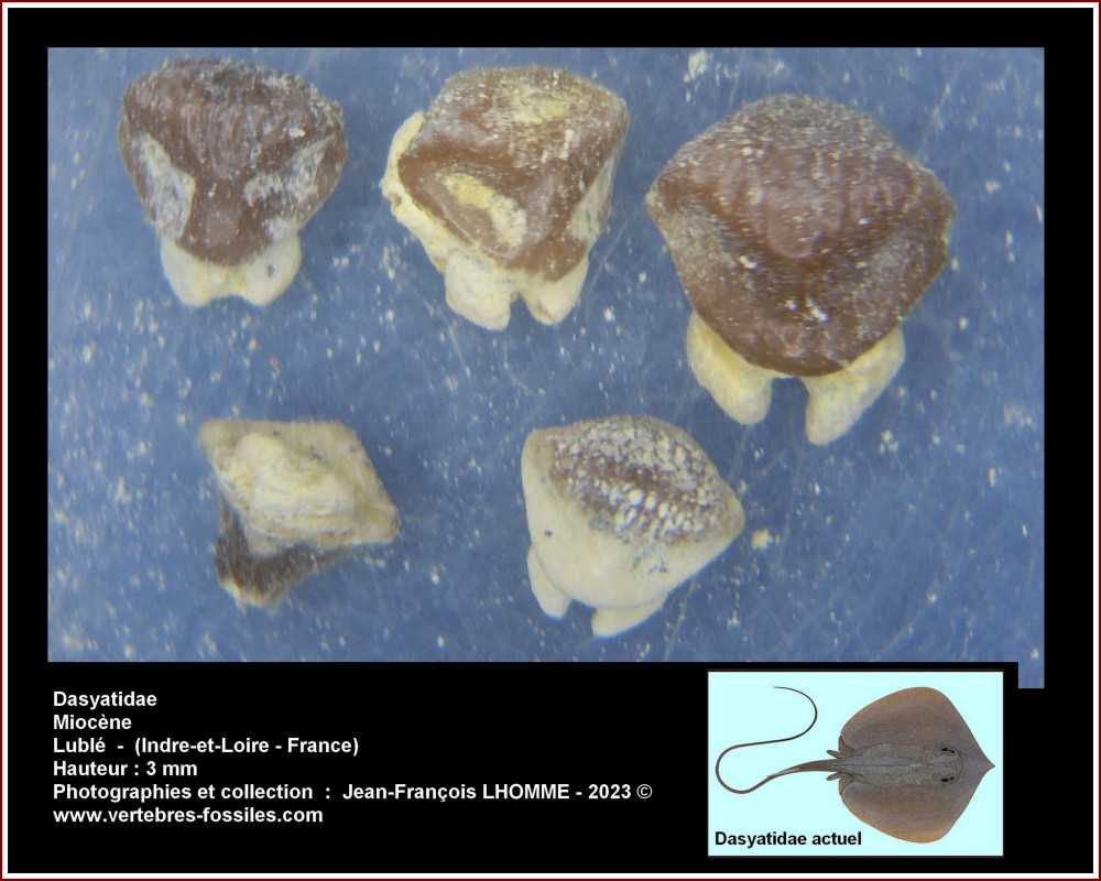 pl_dasaytidae_luble_3.jpg