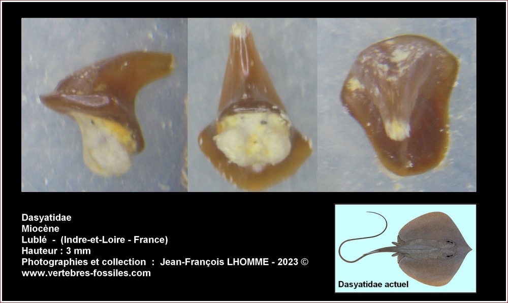 pl_dasyatidae_luble1.jpg