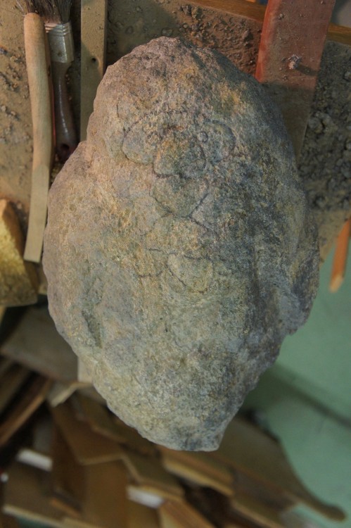 Iguanodon dessous.jpg