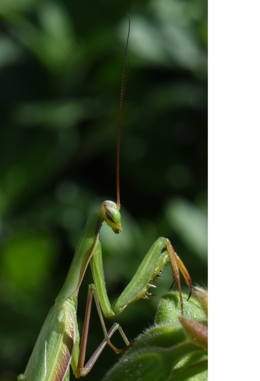 La reine des Aliens.jpg