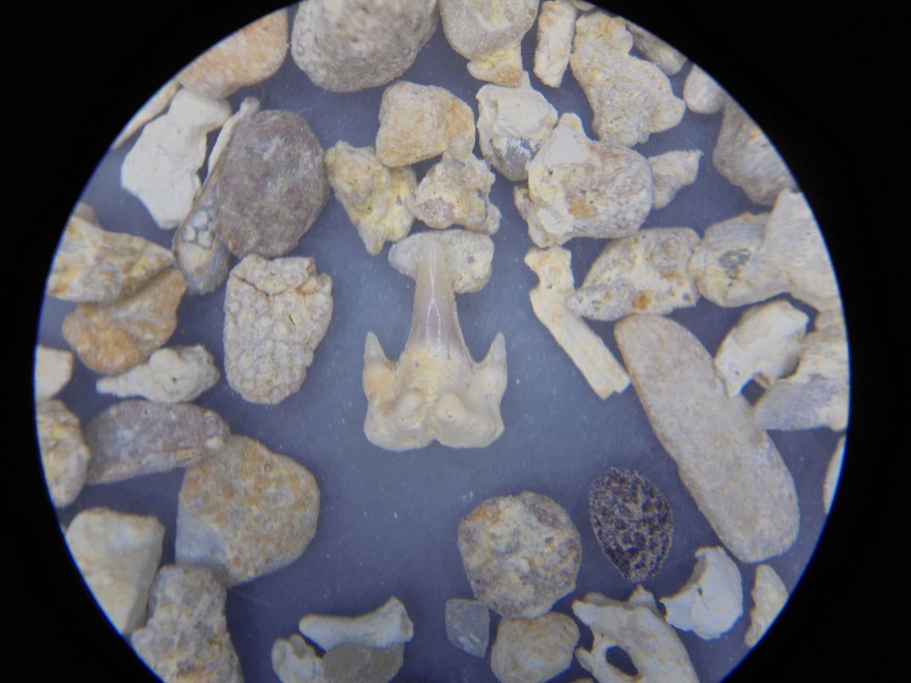 luble_miocene_dents_et_divers (30).JPG