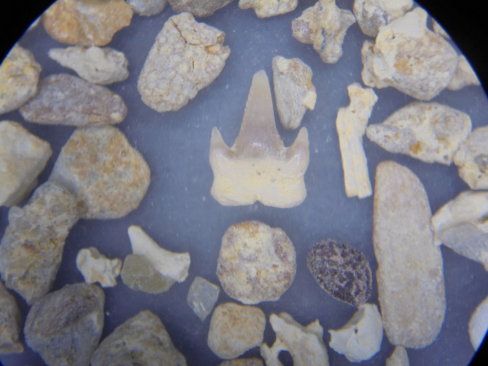 luble_miocene_dents_et_divers (32).JPG