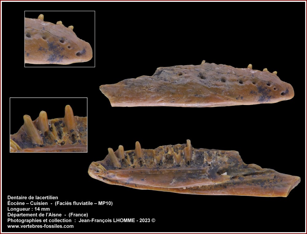 pl_mandibule_lacertilien_cuisien_1.jpg