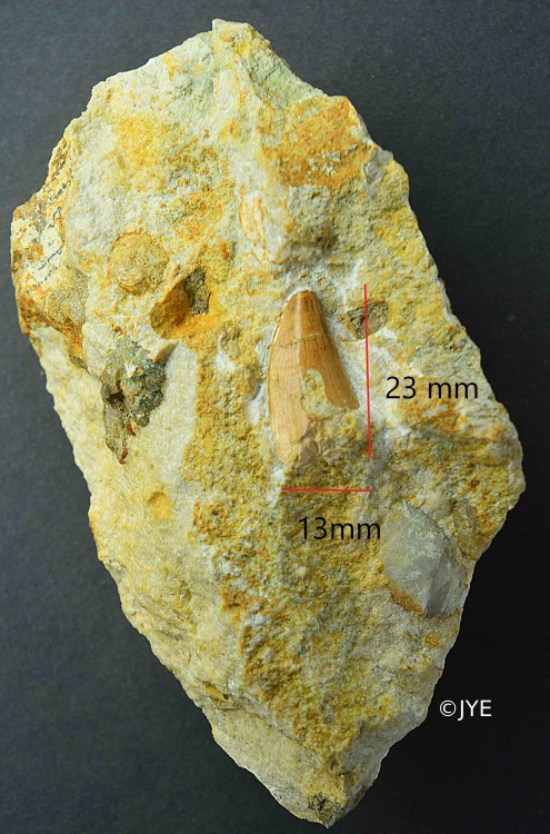 DSC_0071b(1) web.jpg