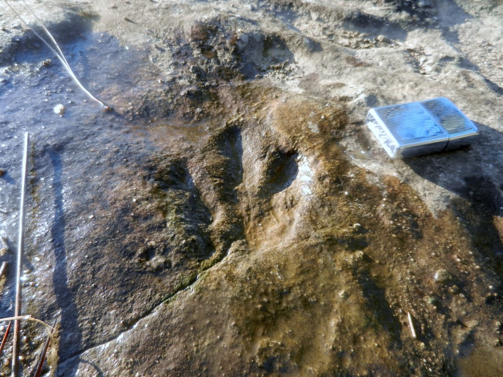 E3 Coelurosaurichnus.JPG