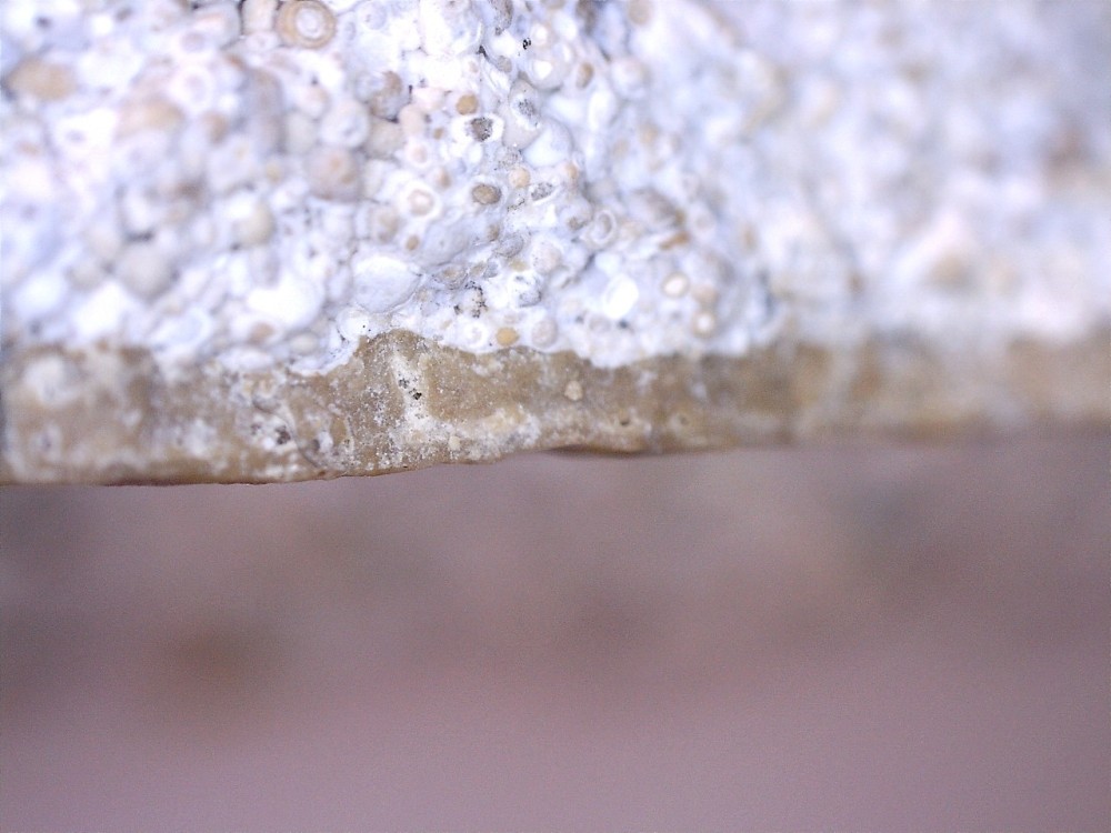 Montaigu-le-Blin 2 coupe 2.jpg