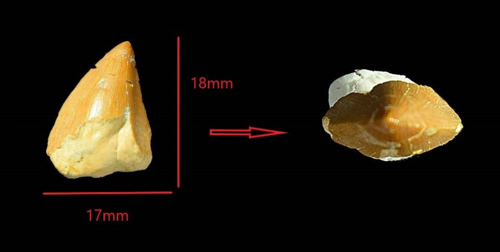 Nouveau projet(3).jpg