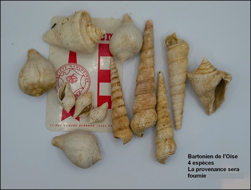 bartonien_oise.jpg