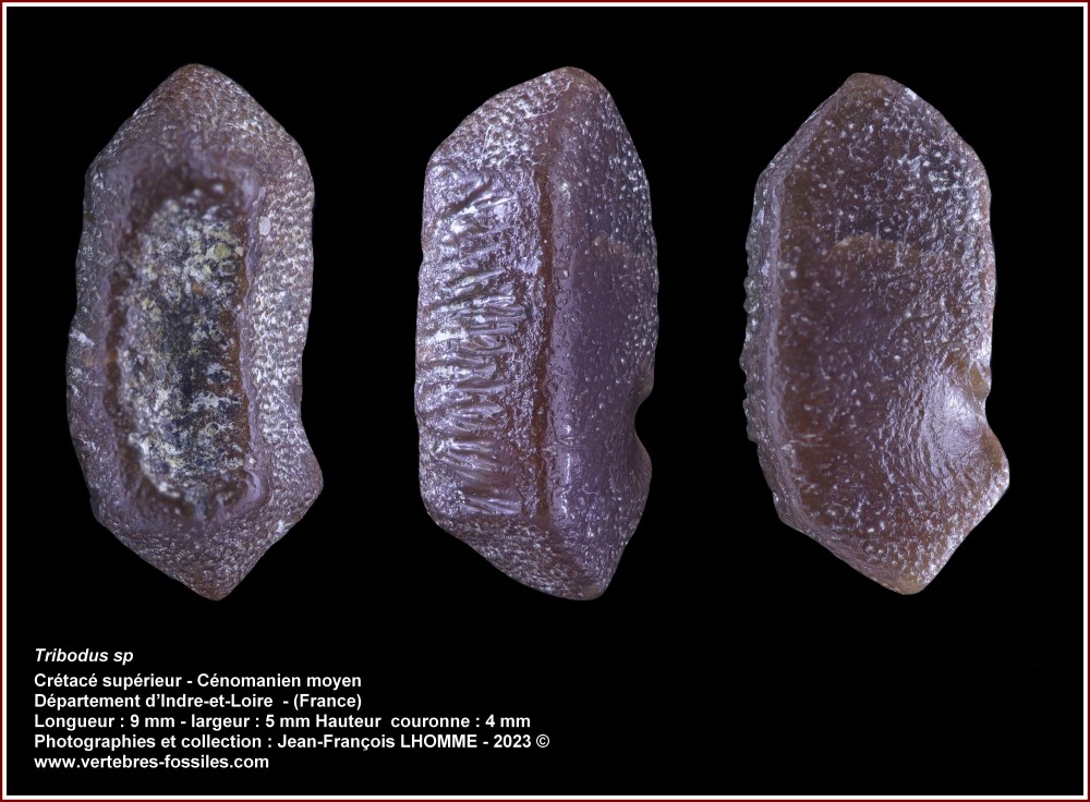 pl_tribodus_sp_cenomanien.jpg